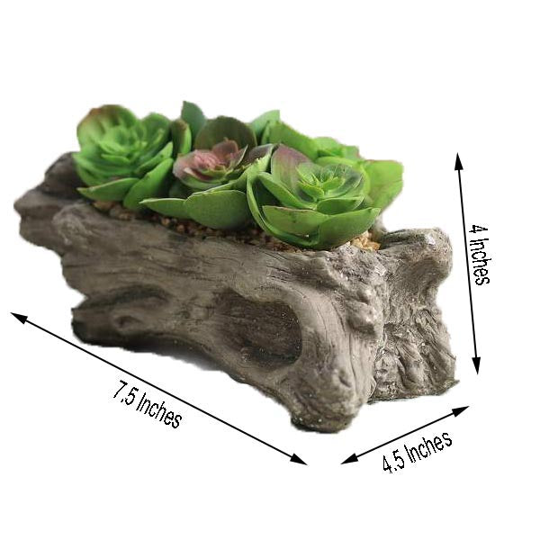 Artificial Log Planter and 5 Perle Von Nurnberg Succulent Plants 7" Long