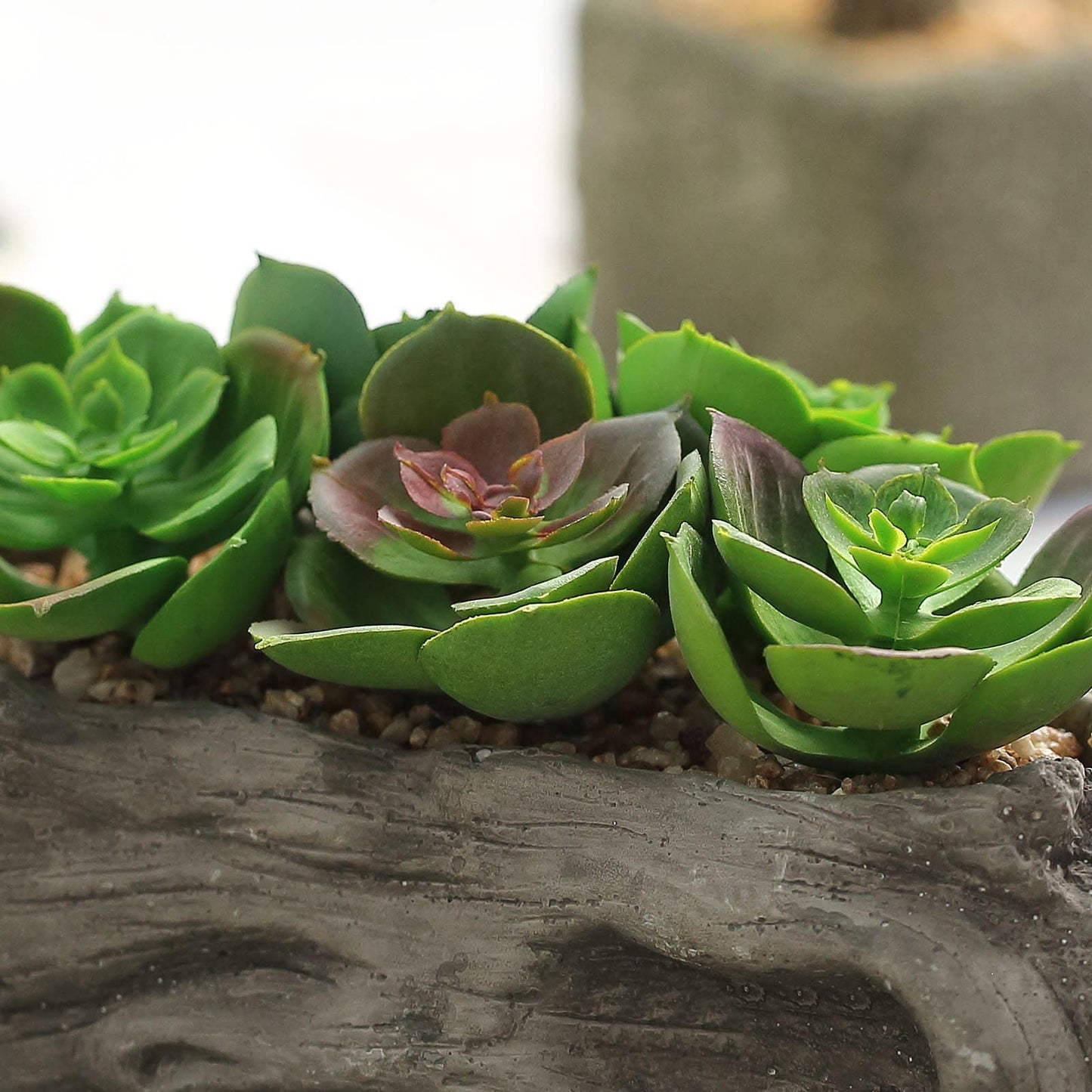 Artificial Log Planter and 5 Perle Von Nurnberg Succulent Plants 7" Long