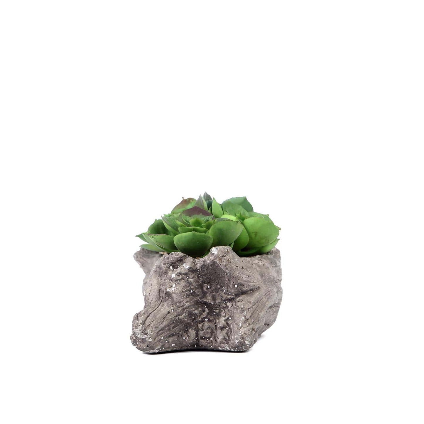 Artificial Log Planter and 5 Perle Von Nurnberg Succulent Plants 7" Long