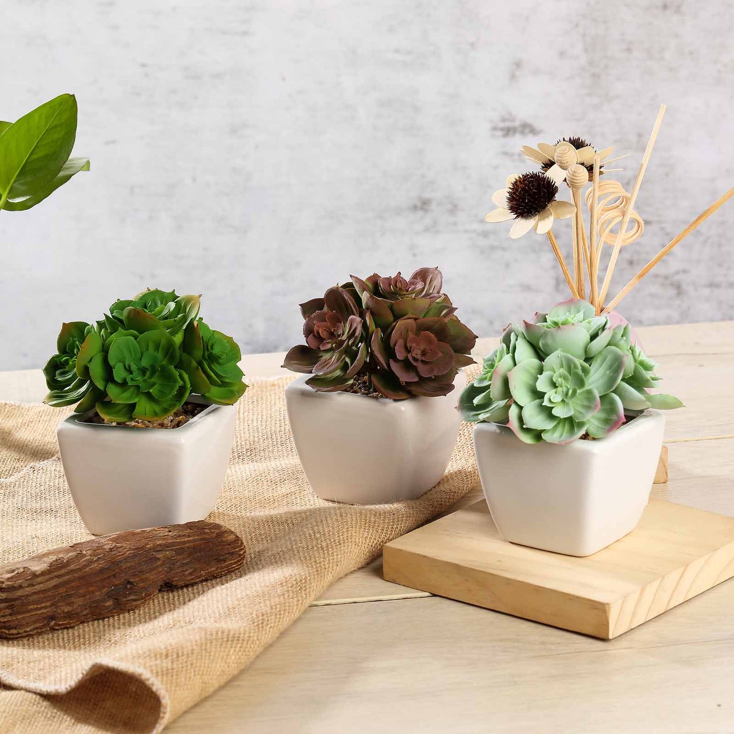 3 Pack Ceramic Planter Pot and Artificial Echeveria Elegans Plants 5"