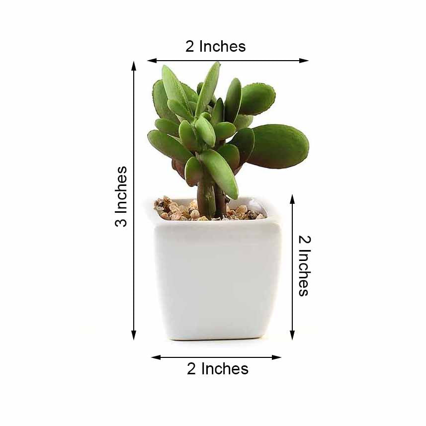 3 Pack Ceramic Planter Pot and Artificial Mini Jade Succulent Plant 3"