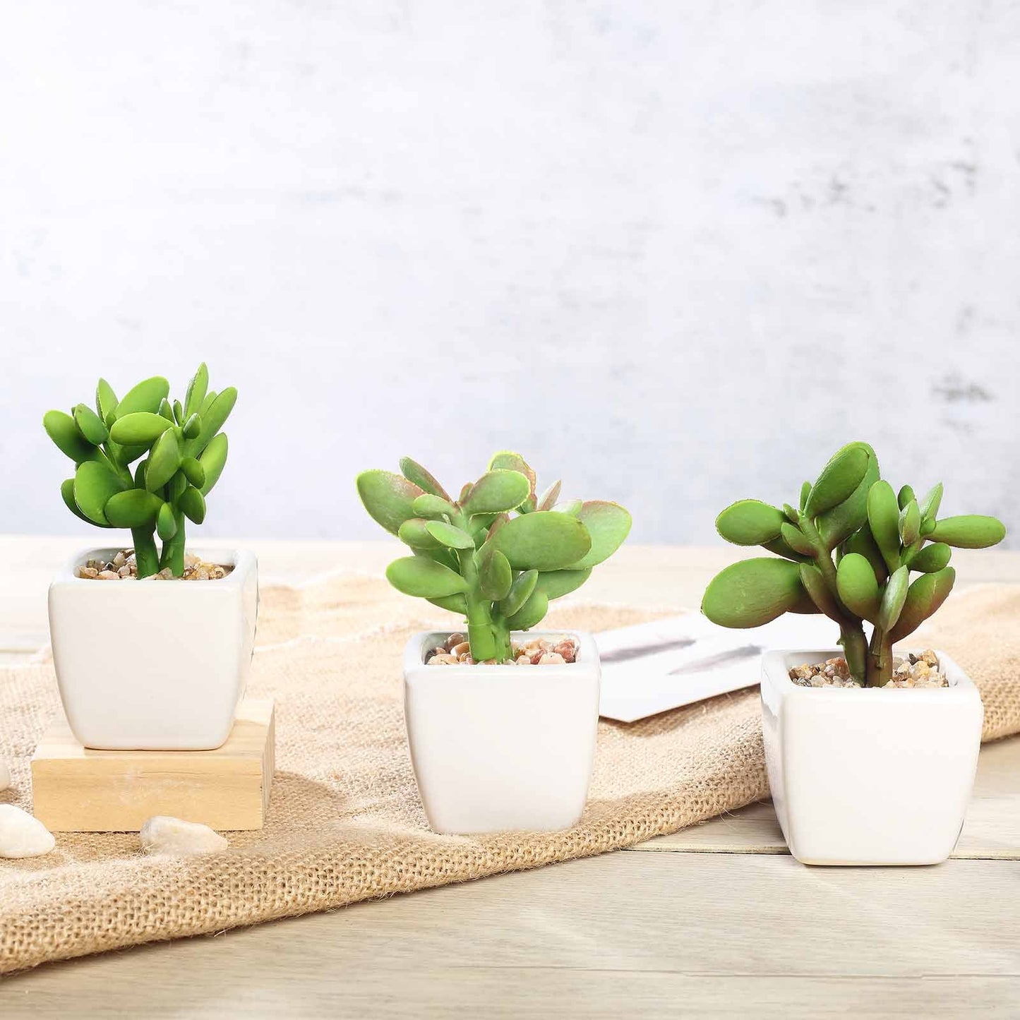3 Pack Ceramic Planter Pot and Artificial Mini Jade Succulent Plant 3"