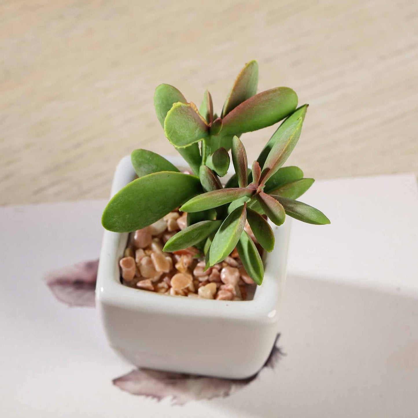 3 Pack Ceramic Planter Pot and Artificial Mini Jade Succulent Plant 3"