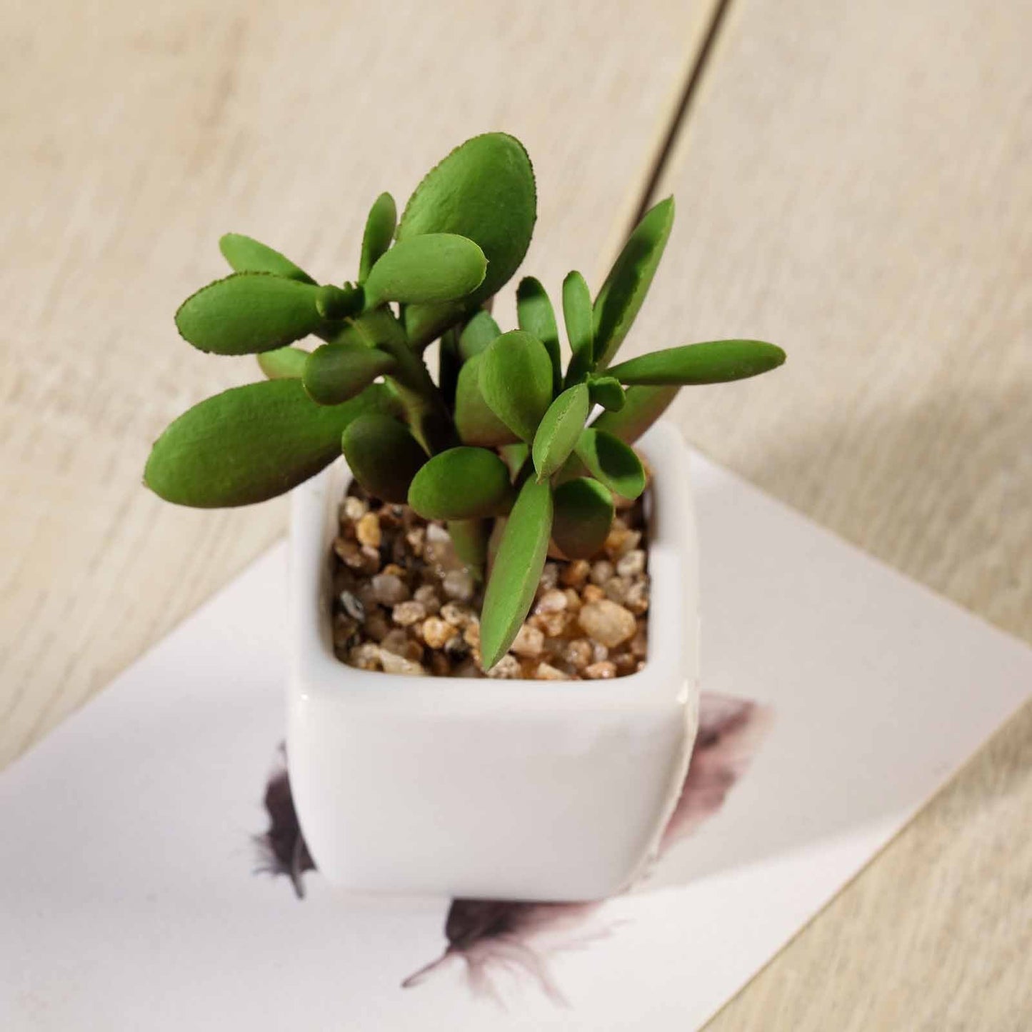 3 Pack Ceramic Planter Pot and Artificial Mini Jade Succulent Plant 3"