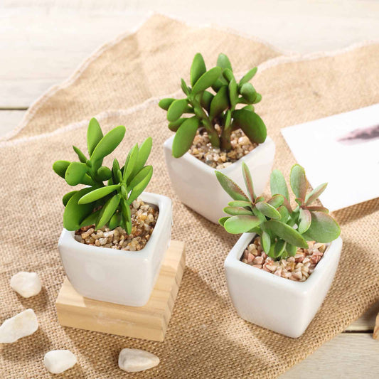 3 Pack Ceramic Planter Pot and Artificial Mini Jade Succulent Plant 3"