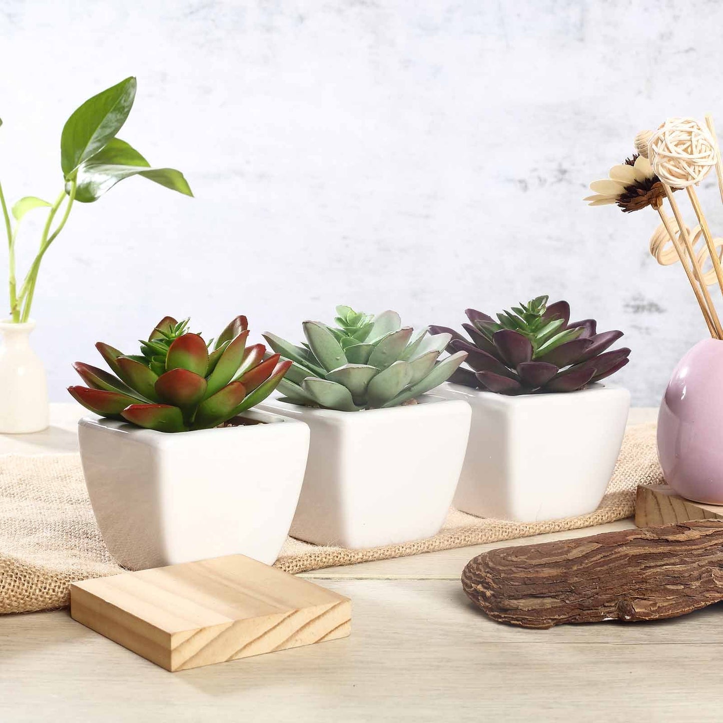 3 Pack Ceramic Planter Pot and Artificial Echeveria Elegans Plants 4"