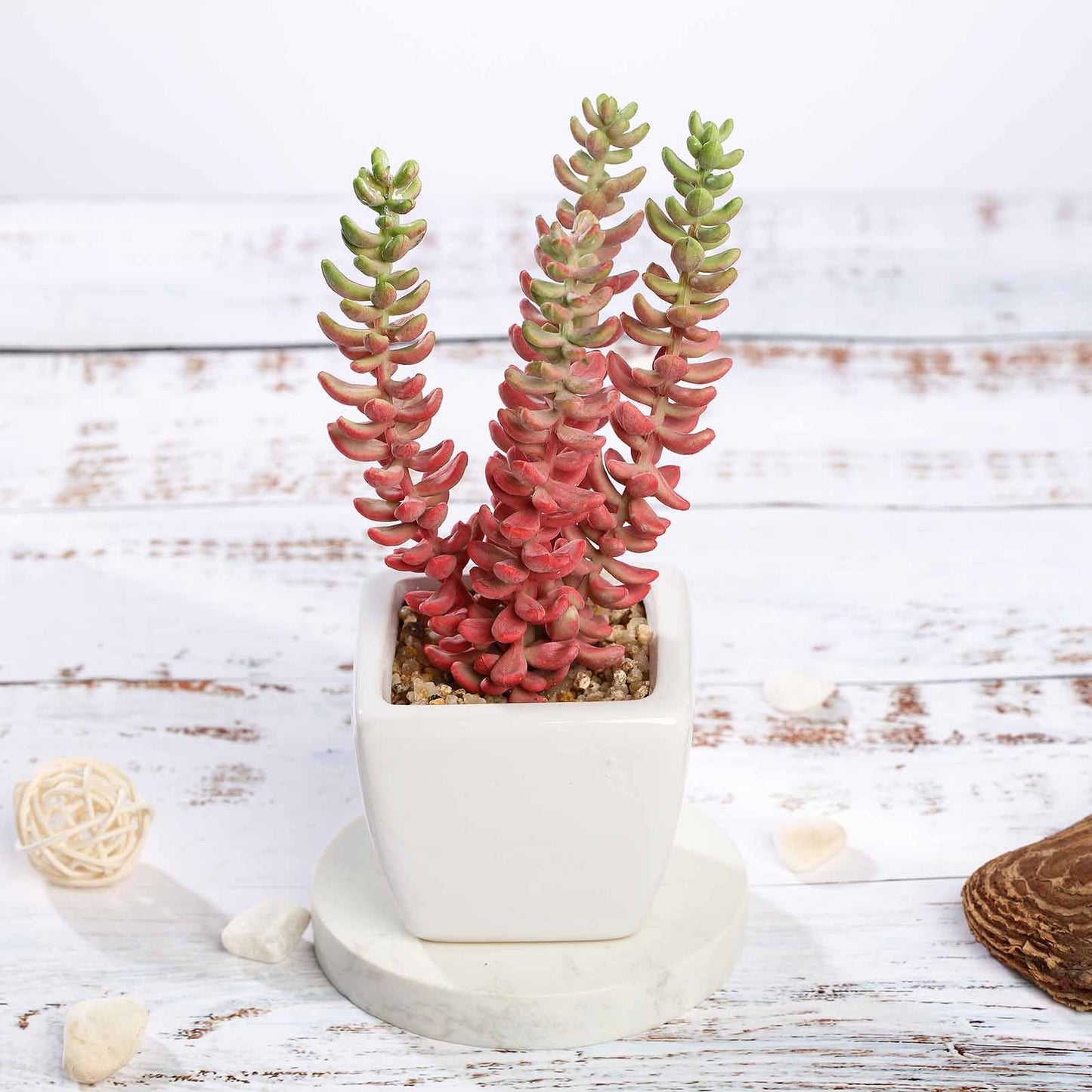 3 Pack Ceramic Planter Pot and Artificial Sedum Succulent Plants 8"