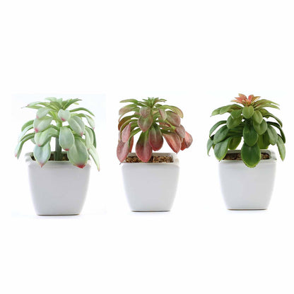 3 Pack Ceramic Planter Pot and Artificial Elegans Succulent Plants 5"