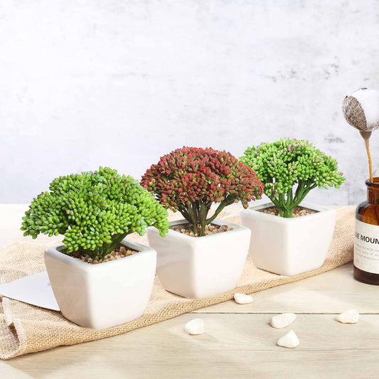 3 Pack Ceramic Planter Pot and Artificial Joy Sedum Succulent Plant 6"